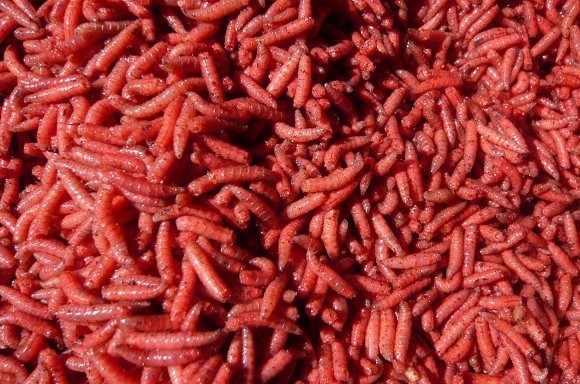 The truth about using maggots
