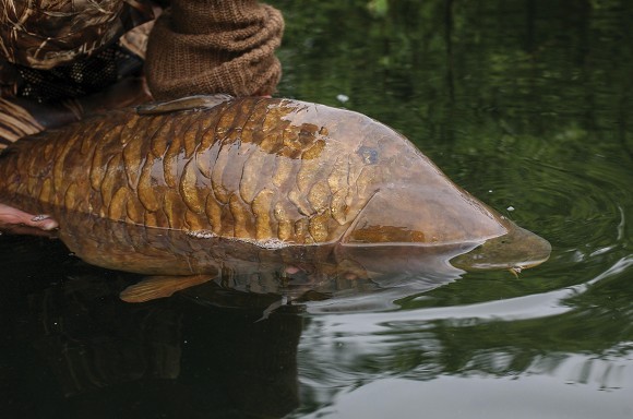 Boost your boilies for river carp success – Terry Hearn - Dynamite