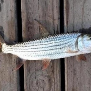 Catching a small Tigerfish