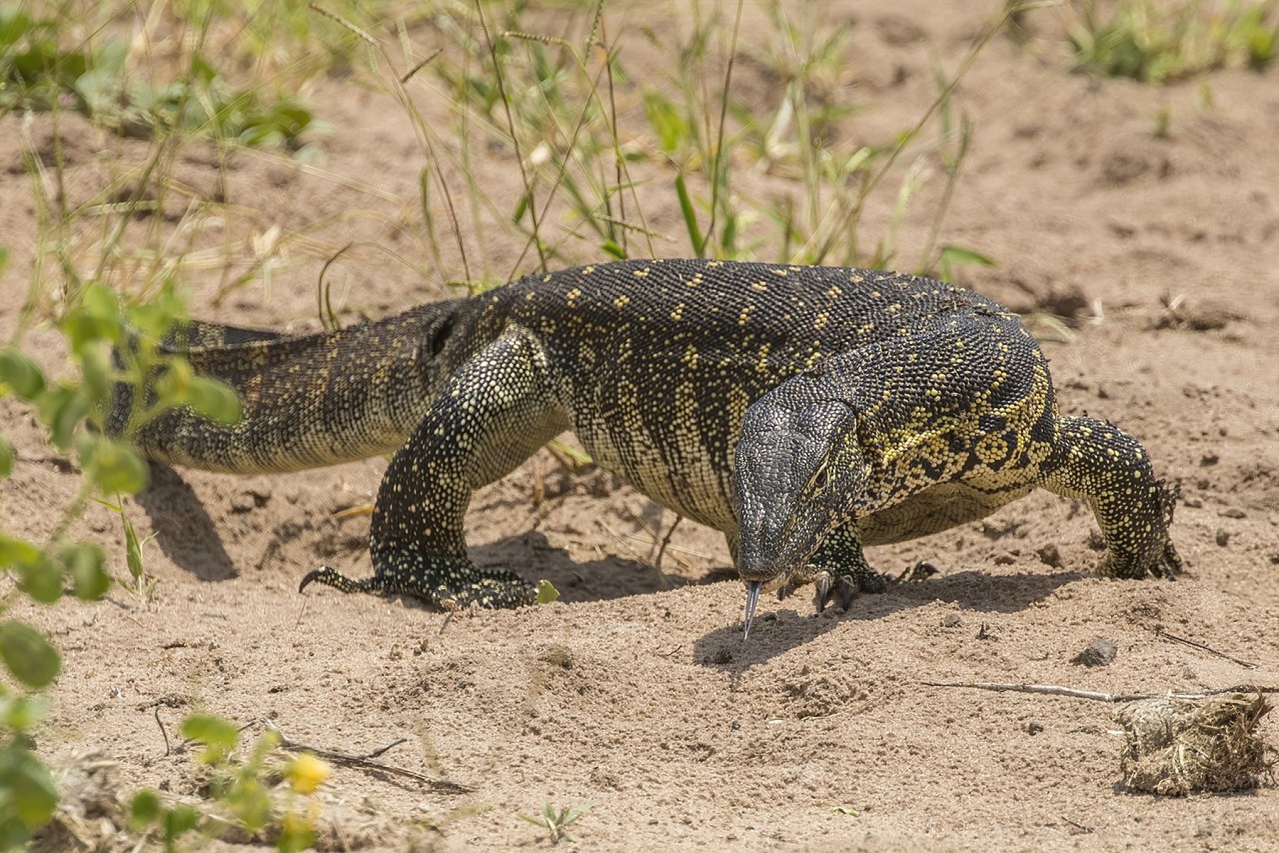 Nile Monitor Lizard