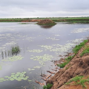 Barren banks to plant up