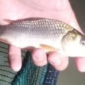 Like peas in a pod, baby common carp with enormous potential