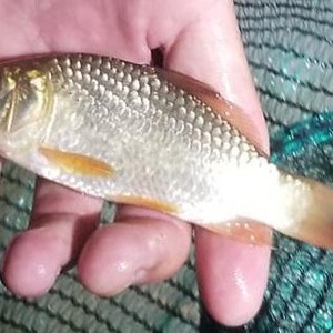 Like peas in a pod, baby common carp with enormous potential