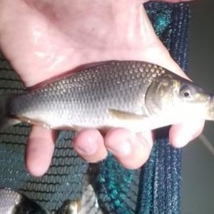 Like peas in a pod, baby common carp with enormous potential