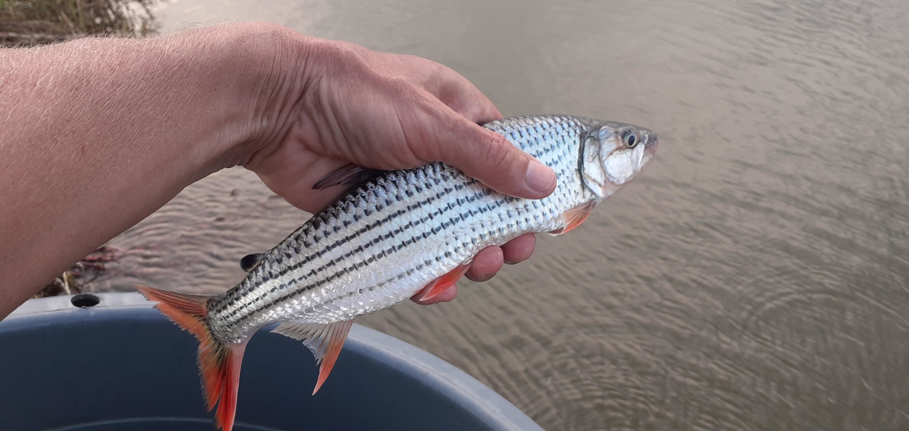 Six months of serious trying only resulted in 30 Tigerfish being stocked... not ideal!