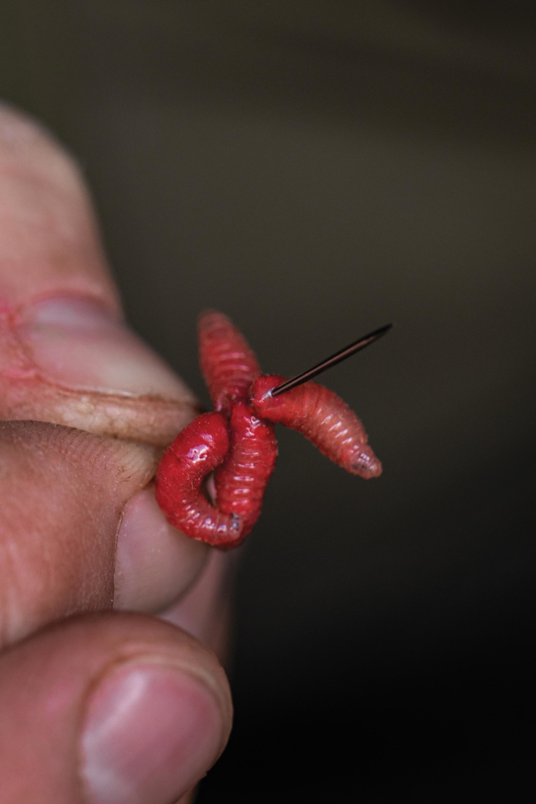 6. Now for the maggots. Pierce them onto a sewing needle just as Rob has here. 