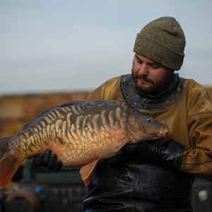 Research has shown that carp, like many fish species, have well developed colour vision    